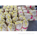 GARLIC TOP QUALITY WHOLESALE GARLIC